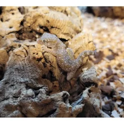 Sandgecko - Stenodactylus sthenodactylus