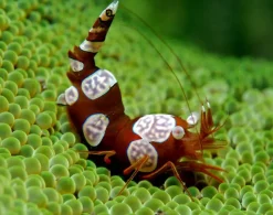 Sexet Reje (Thor amboinensis)