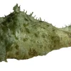 Søhare (Dolabella auricularia) 6-8 cm