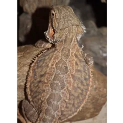 Skægagame ungdyr (Pogona Vitticeps)