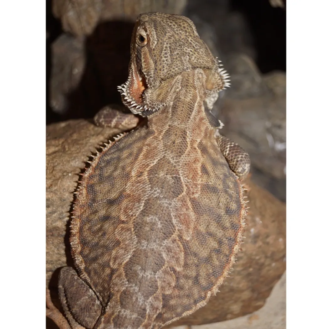 Skægagame ungdyr (Pogona Vitticeps)