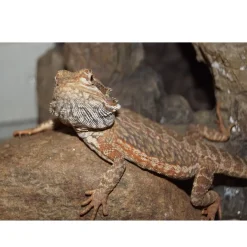 Skægagame ungdyr (Pogona Vitticeps)