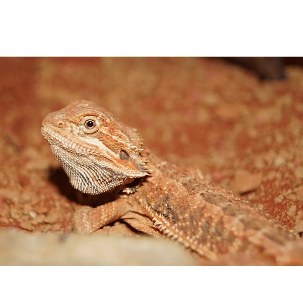 Skægagame ungdyr (Pogona Vitticeps)