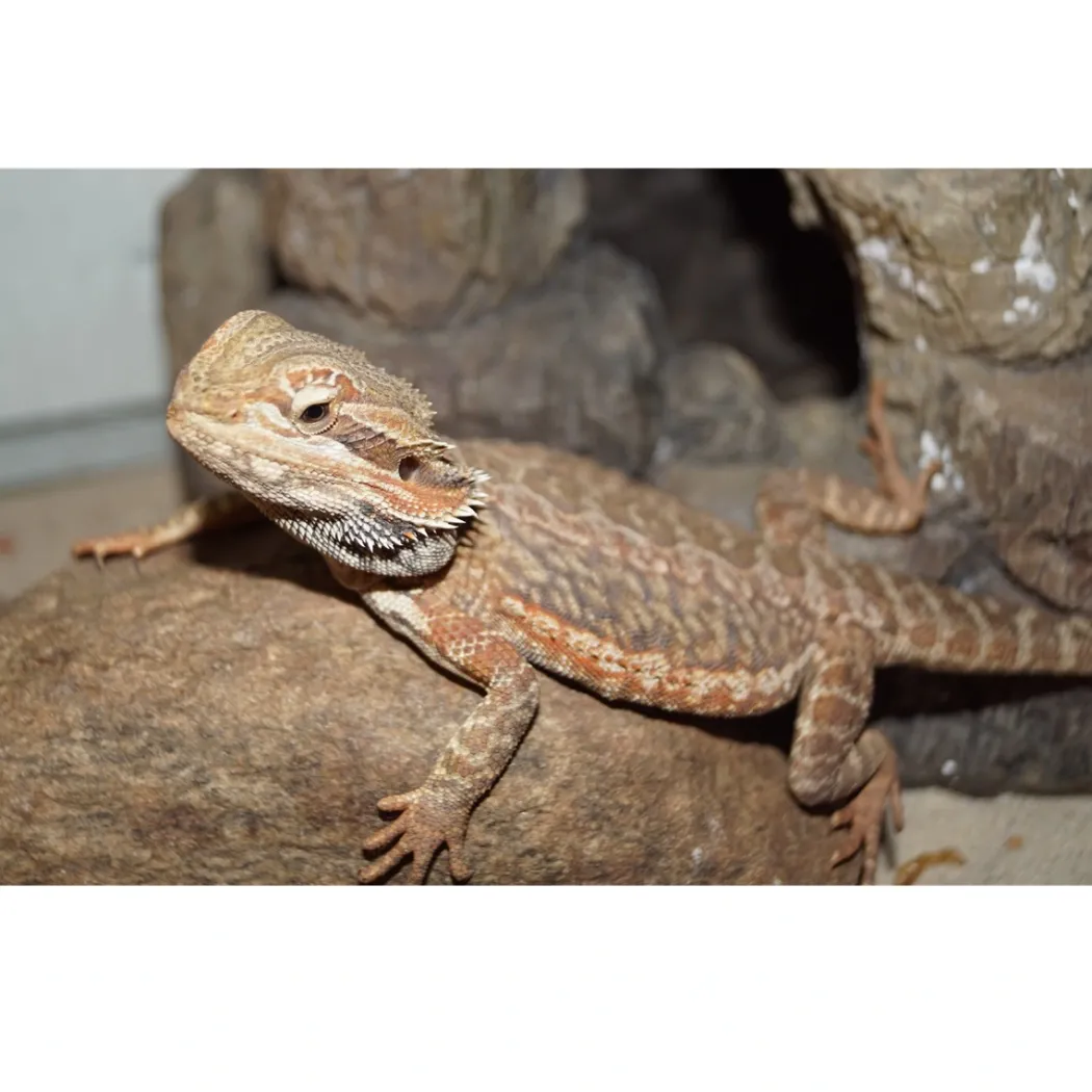 Skægagame ungdyr (Pogona Vitticeps)