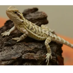 Skægagame ungdyr (Pogona Vitticeps)