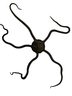 Slangesøstjerne Ophioderma rubicundum