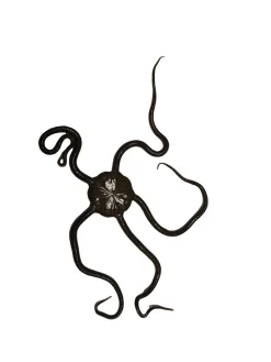 Slangesøstjerne Ophioderma rubicundum