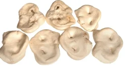 Snackit Hvid Grisetryne 1 stk - Naturlige hundesnacks