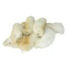 Snackit Kaninpoter med pels 200 g - Naturlige hundesnacks