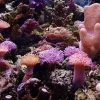 SoftCoral mix (Blødkoral mix)