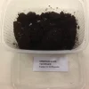 Springhaler - Collembola sp.