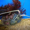 Stribet Revlanguster (Panulirus versicolor)