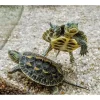 Stribet Kinesisk sumpskildpadde (Mauremys reevesii)