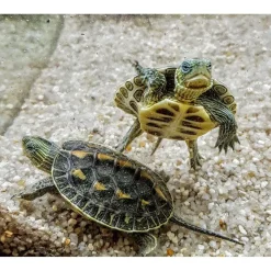 Stribet Kinesisk sumpskildpadde (Mauremys reevesii)