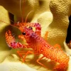 Stribet Revhummer (Enoplometopus daumi)