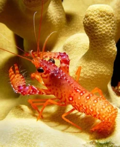 Stribet Revhummer (Enoplometopus daumi)