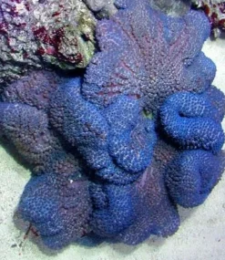 Stychodactyla gigantea (Lilla) Tæppeanemone