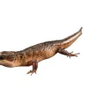 Sulawesi Water Skink (Tropidophorus Baconi)