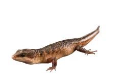 Sulawesi Water Skink (Tropidophorus Baconi)