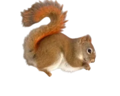 Tamiasciurus hudsonicus Egern