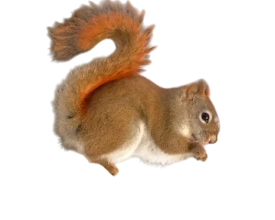Tamiasciurus hudsonicus Egern