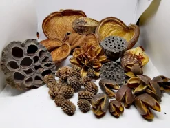 Terrarium Sæt af Dekoration Bakuli, Casuarina, Badam, Arjuna, Lotus, Mahagon, Jacaranda 180 gram