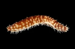 Tigerhale Sø-agurk (Holothuria hilla)