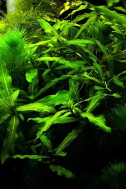 Tilbud Mix 5 stk Tropica planter
