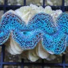 Tridacna Maxima Blue musling 5 cm