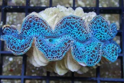 Tridacna Maxima Blue musling 5 cm