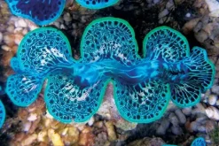 Tridacna Maxima Blue Musling 9-10 cm