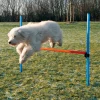 Trixie Agility Hurdle - springtræning til hunde