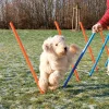 Trixie Agility Slalom - træning af smidighed