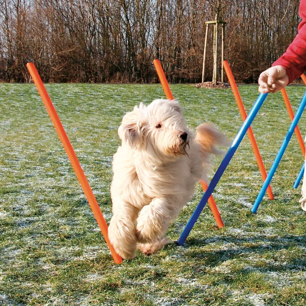 Trixie Agility Slalom - træning af smidighed