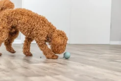 Trixie snack bold ø 6 cm - aktiveringslegetøj til hunde