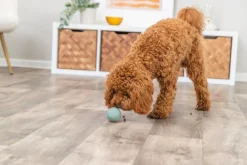 Trixie snack bold ø 6 cm - aktiveringslegetøj til hunde