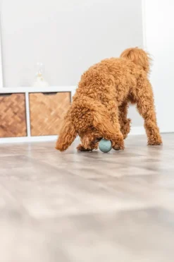 Trixie snack bold ø 6 cm - aktiveringslegetøj til hunde