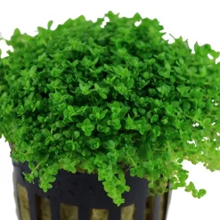 Tropica Akvaieplante i potte Micranthemum callitrichoides Cuba