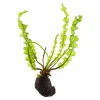 Tropica Akvarieplante Aponogeton longiplumulosus knold x 5