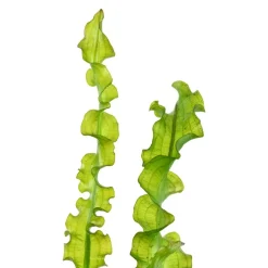 Tropica Akvarieplante Aponogeton longiplumulosus knold x 5