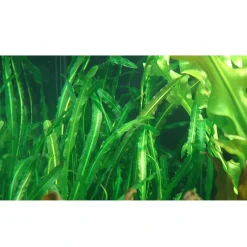 Tropica Akvarieplante Aponogeton longiplumulosus knold x 5