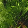 Tropica Akvarieplante Aponogeton madagascariensis knolde x 5