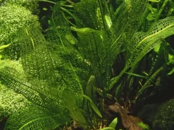Tropica Akvarieplante Aponogeton madagascariensis knolde x 5