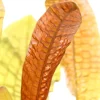 Tropica Akvarieplante Aponogeton boivinianus knold x 5