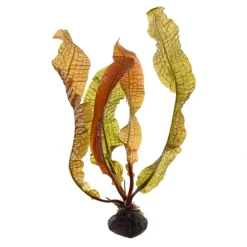 Tropica Akvarieplante Aponogeton boivinianus knold x 5