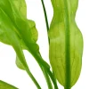 Tropica Akvarieplante Aponogeton ulvaceus i knold x 5
