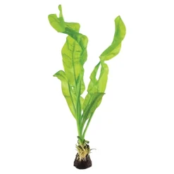 Tropica Akvarieplante Aponogeton ulvaceus i knold x 5