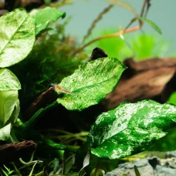 Tropica Akvarieplante Clips Anubias barteri var. nana 'Pinto'