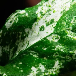 Tropica Akvarieplante Clips Anubias barteri var. nana 'Pinto'
