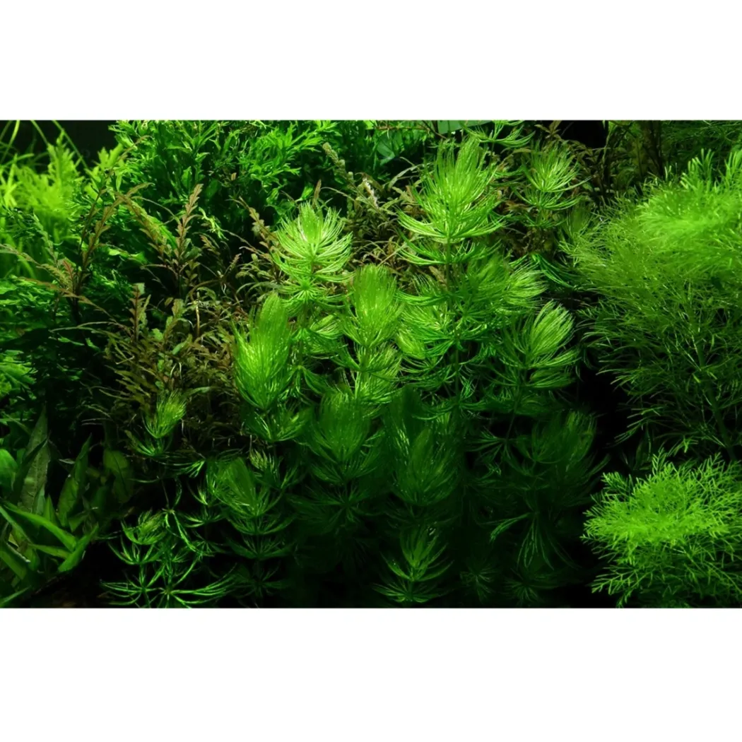 Tropica Akvarieplante i portion Ceratophyllum demersum Foxtail